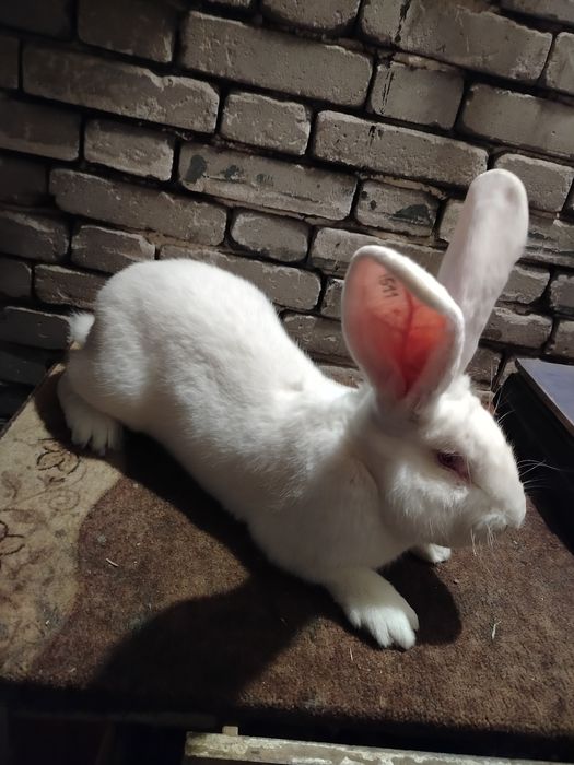 Olbrzym belgijski biały samiec