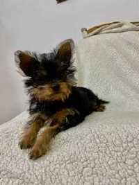 Yorkshire, terrier.