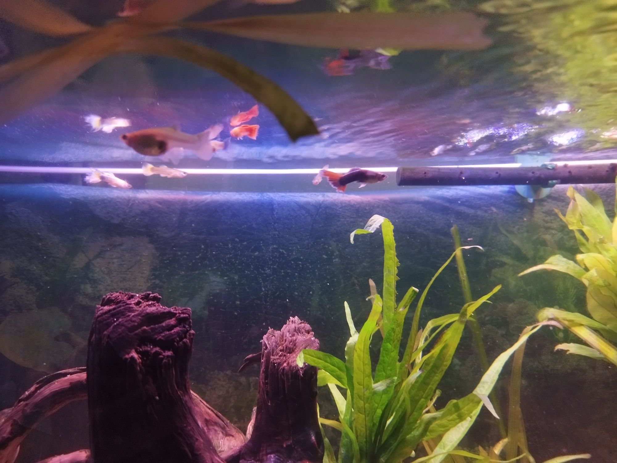 LOTE Guppys guppies criação própria