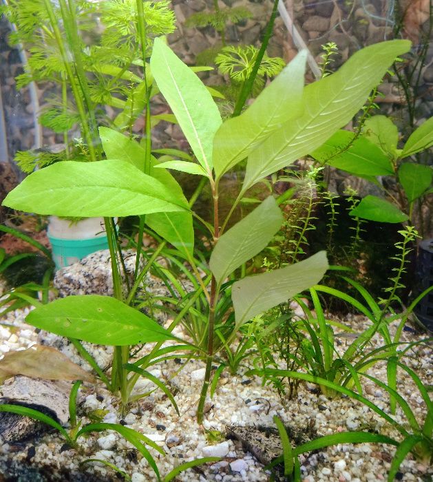 Orzech wodny Hygrophila corymbosa Akwarium roślinki