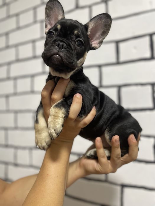 Французький бульдог