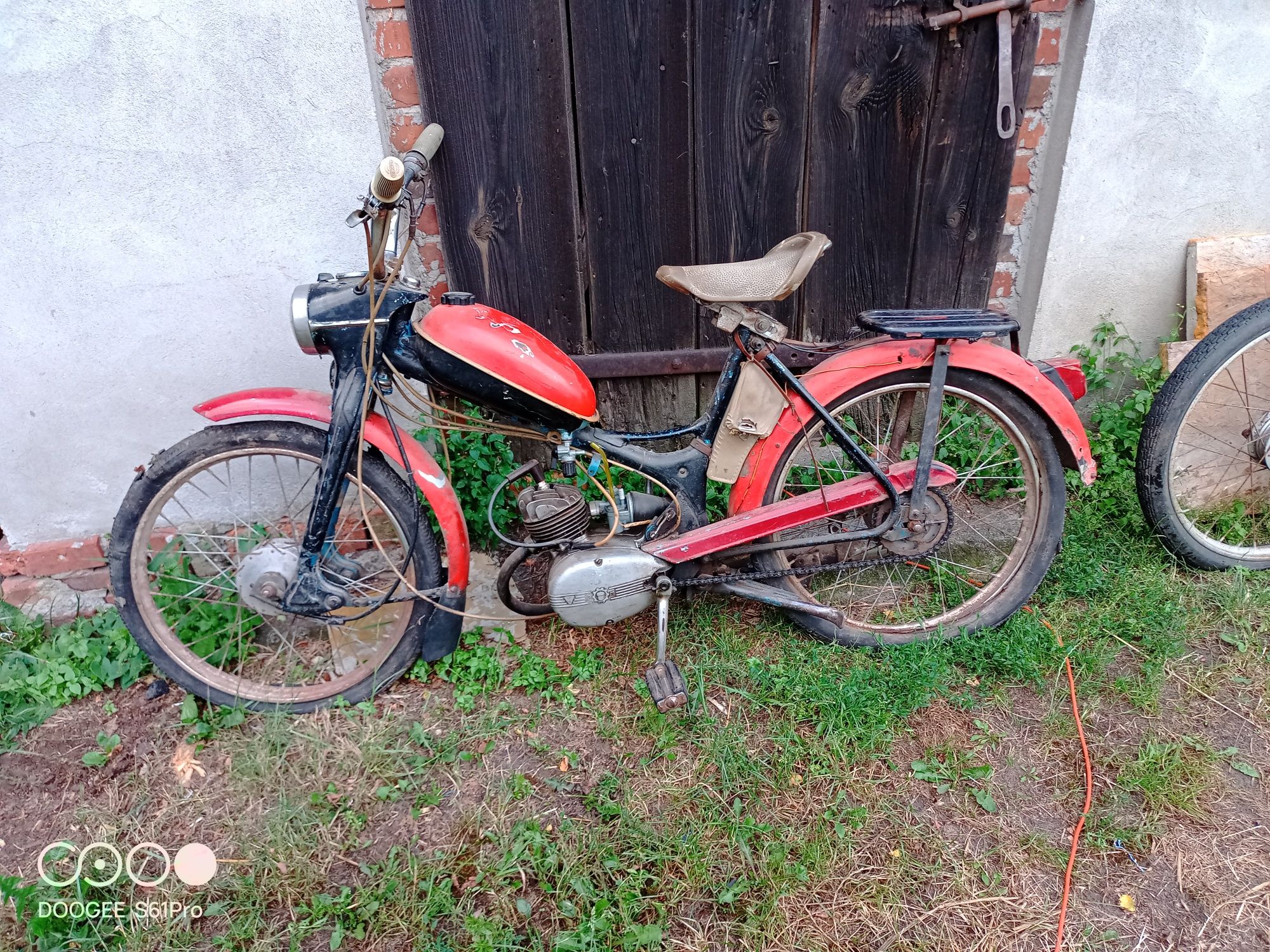 Komar sztywniak zarejestrowany 2szt