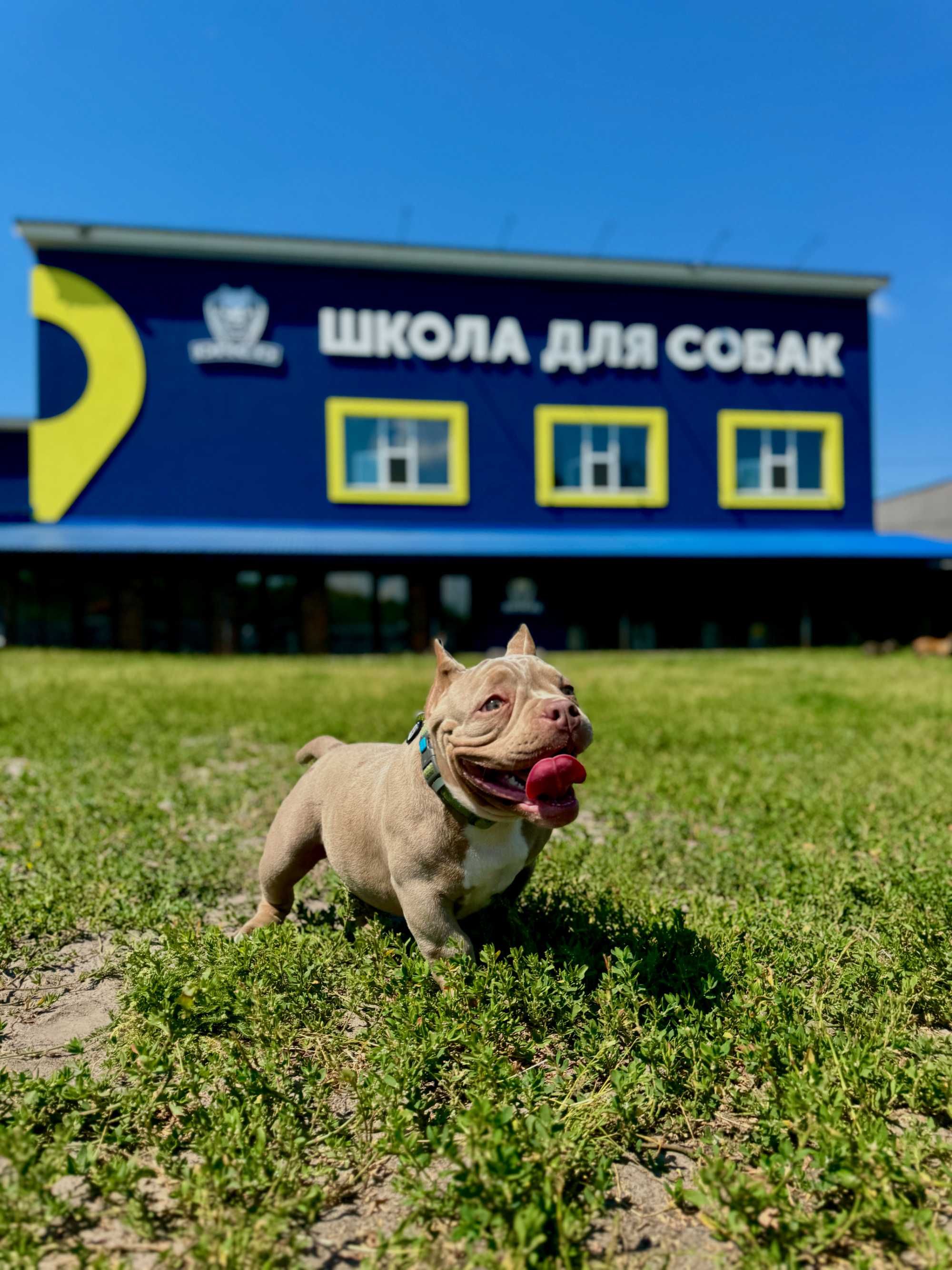 Навчання собаки . Школа собак Дред . Кінолог