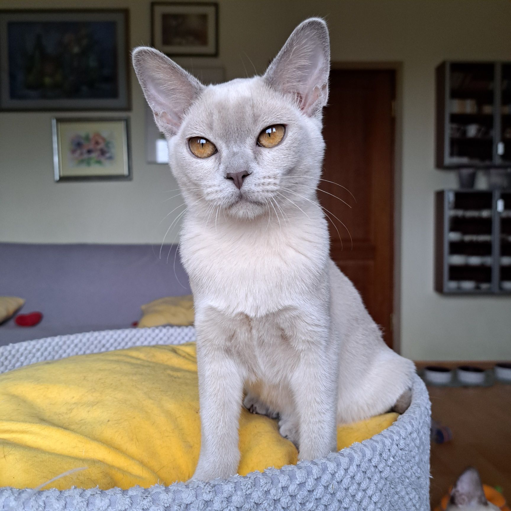 liliowa kotka burmska - kocięta burmańskie