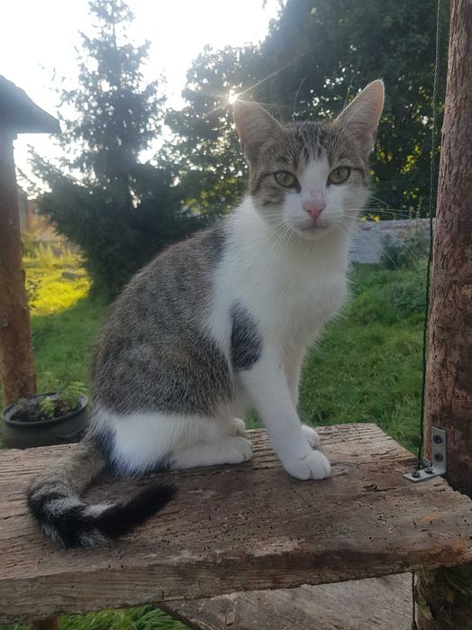 Miluś kocurek do adopcji