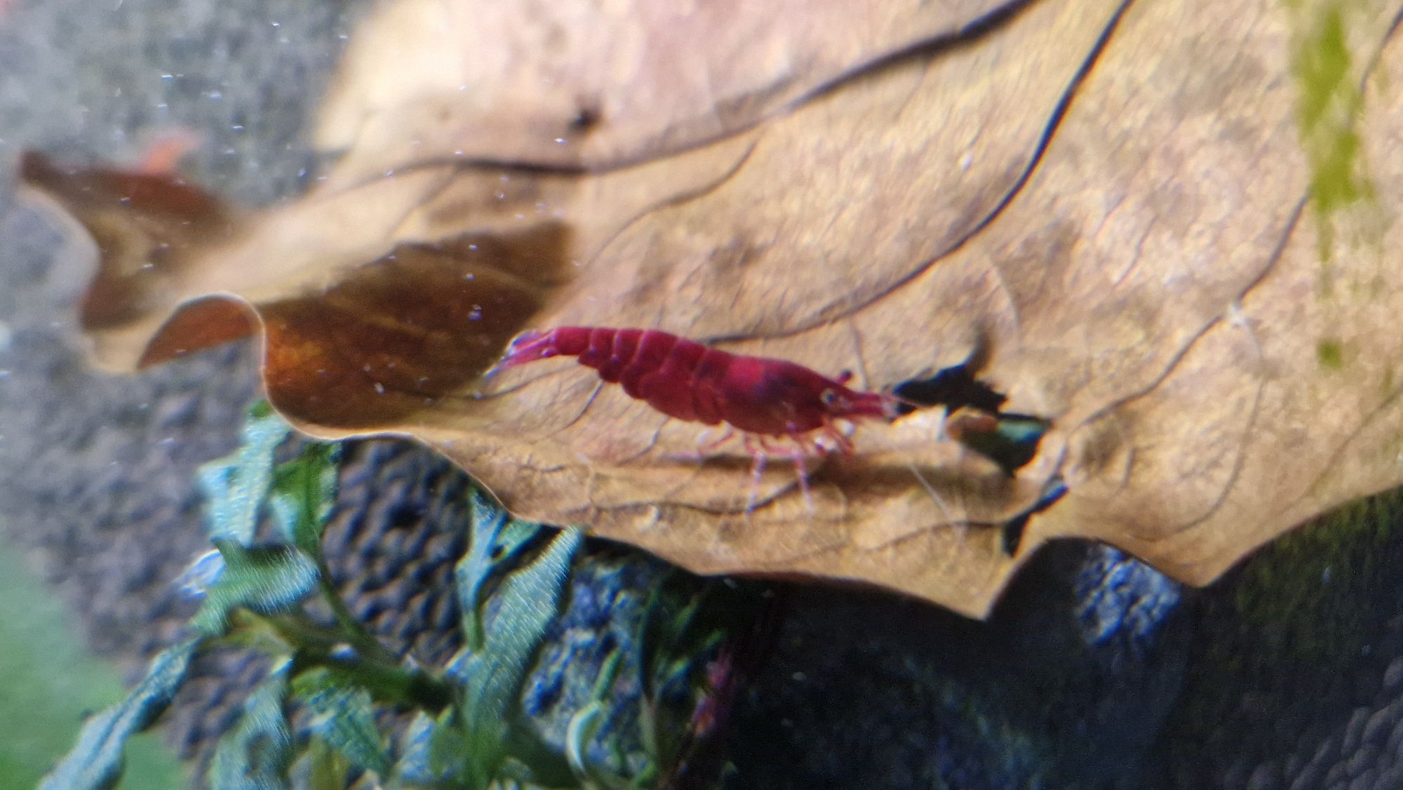 Krewetki Neocaridina Bloody Mary