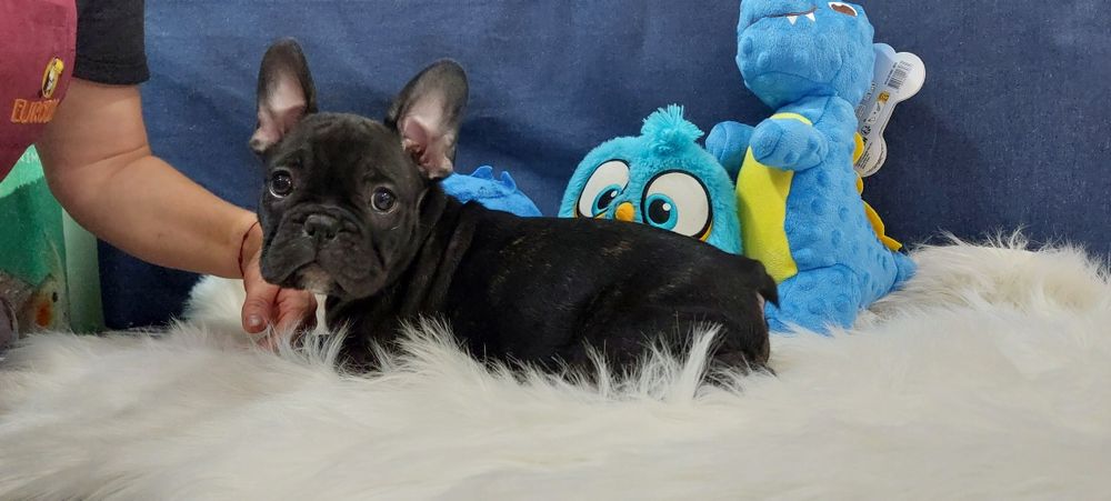 Bulldog francês menino