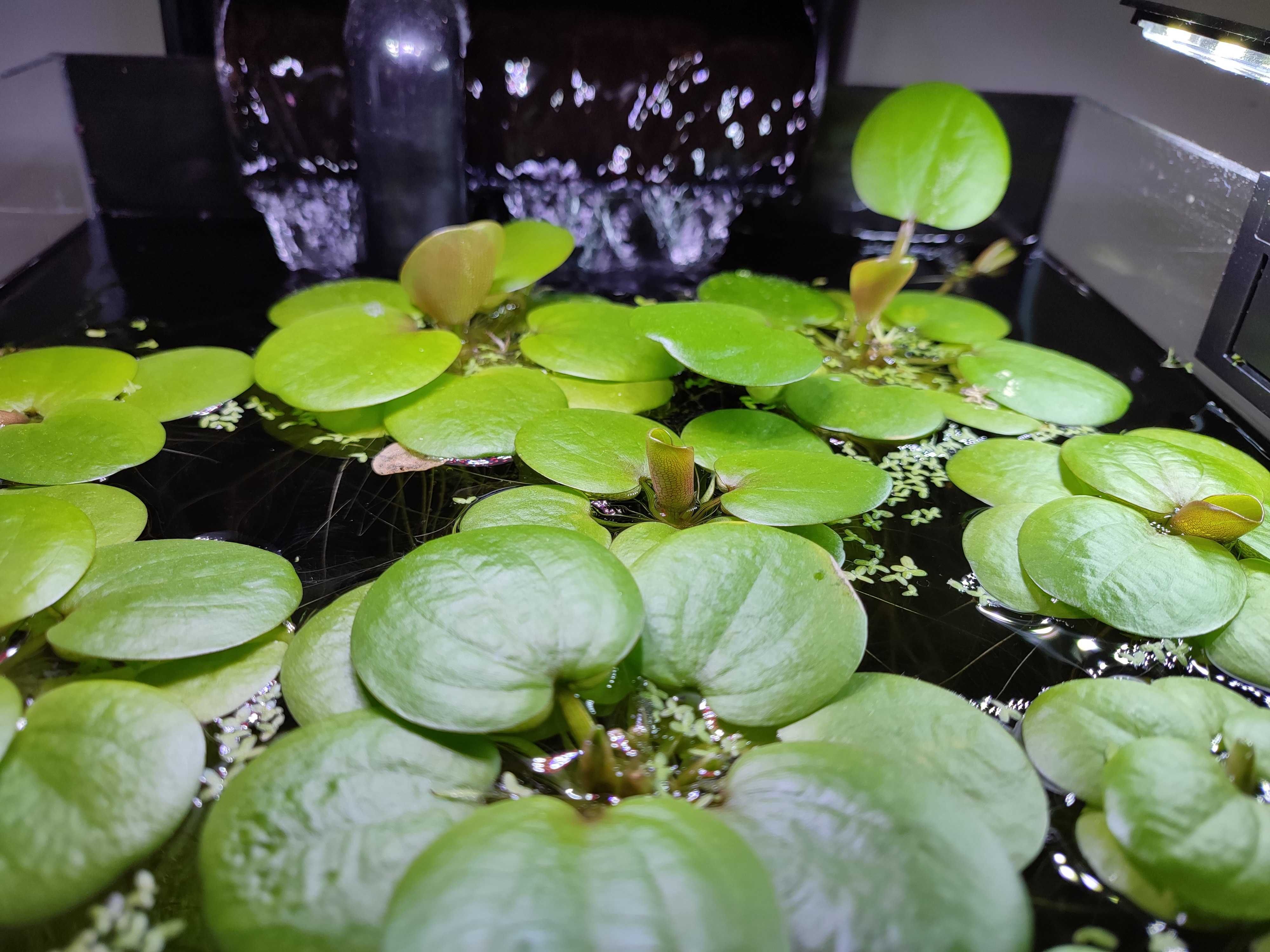 Limnobium roślinka pływająca
