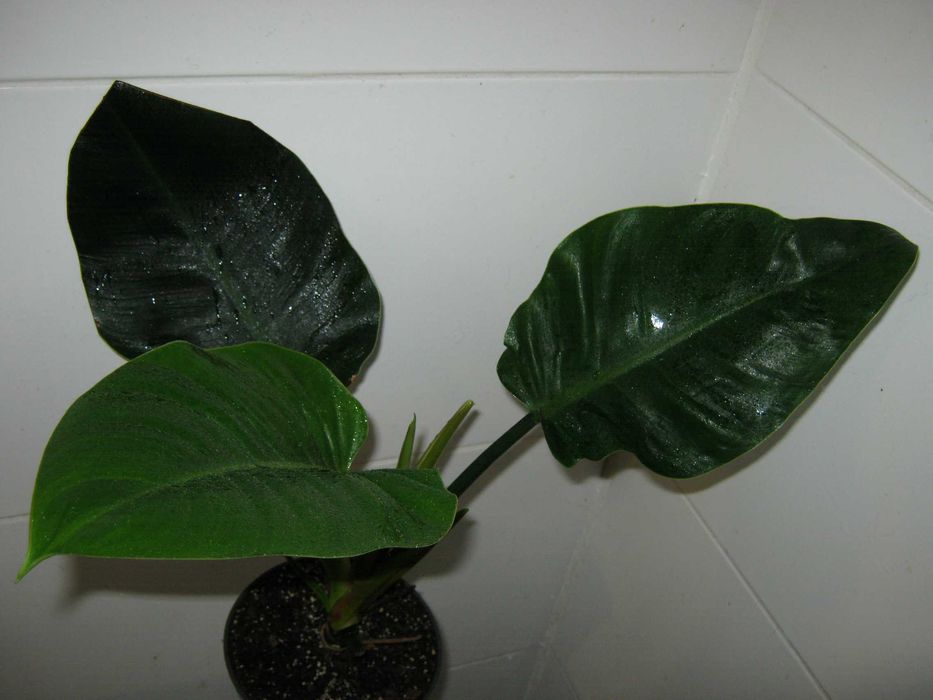 филодендрон разные сорта домашние детки укорененные черенки от150грн