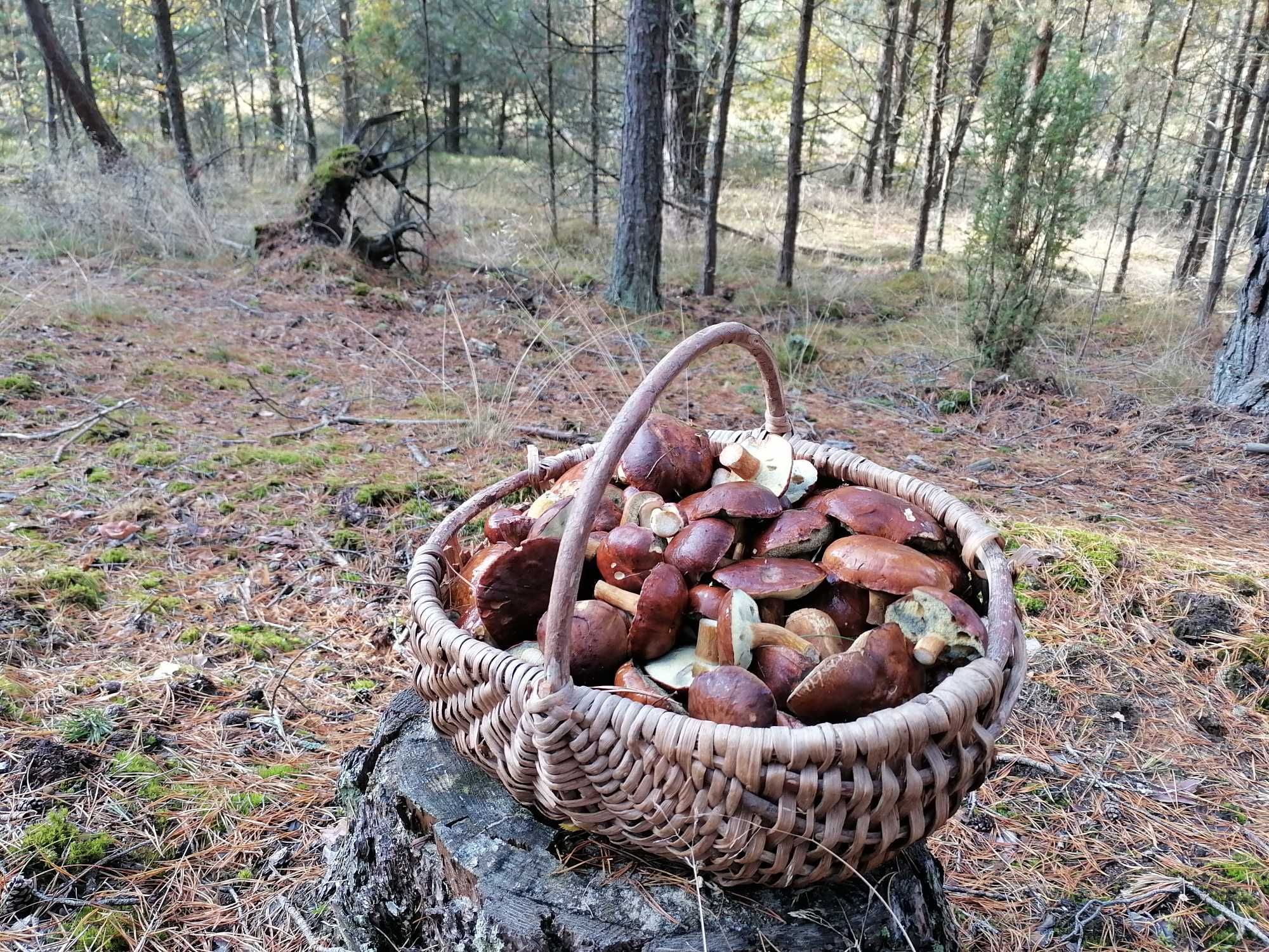 Zielony Domek z kominkiem na Kaszubach ferie majówka wakacje Kaszuby