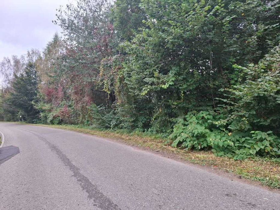 Sprzedam działki nad jeziorem o pow. 2,80ha w Kamieniu gm. Szemud