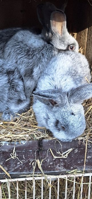 Sprzedam króliki jasnosrebrzyste wjs
