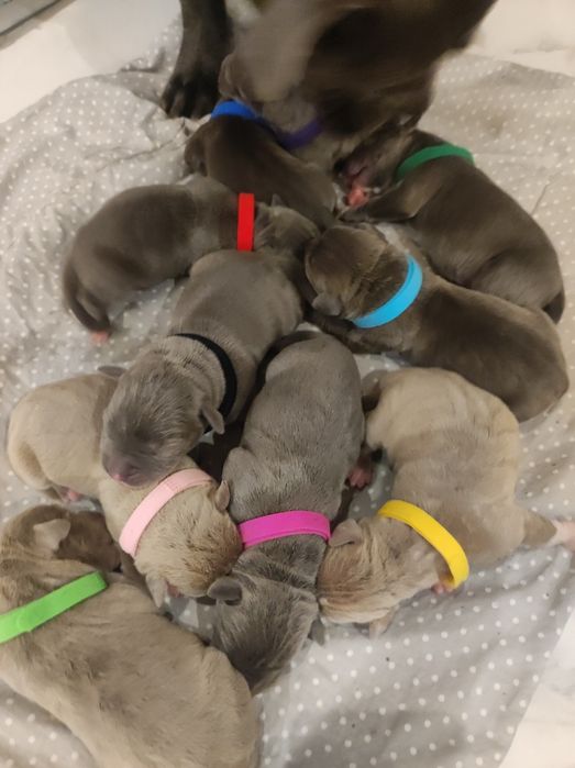 American Staffordshire Terrier blue