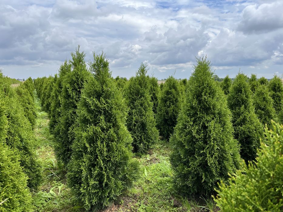 tuja szmaragd doniczka c3