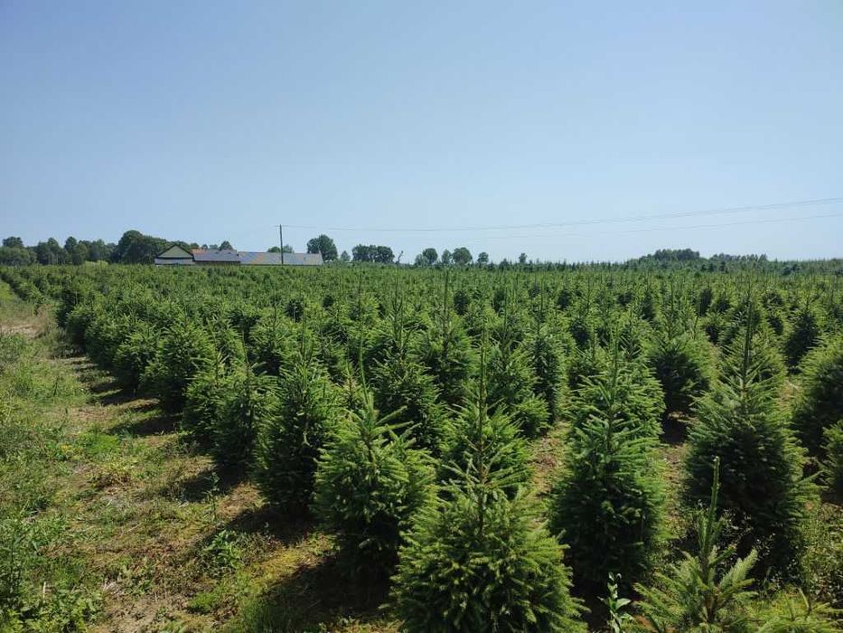 Świerk pospolity zielony lub jodła koreańska 80-150 żywopłot, nie tuja