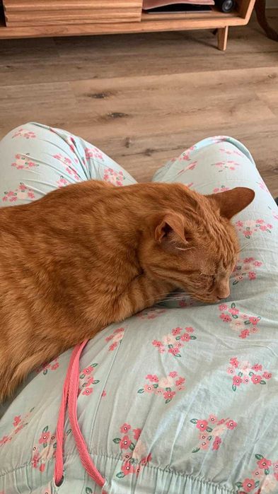 Dog Sitting / House sitting