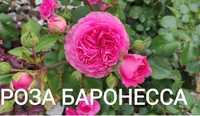 Куст розы Баронесса флорибунда и ещё другие