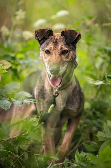 Miszel - piękny, sympatyczny psiak ADOPCJA