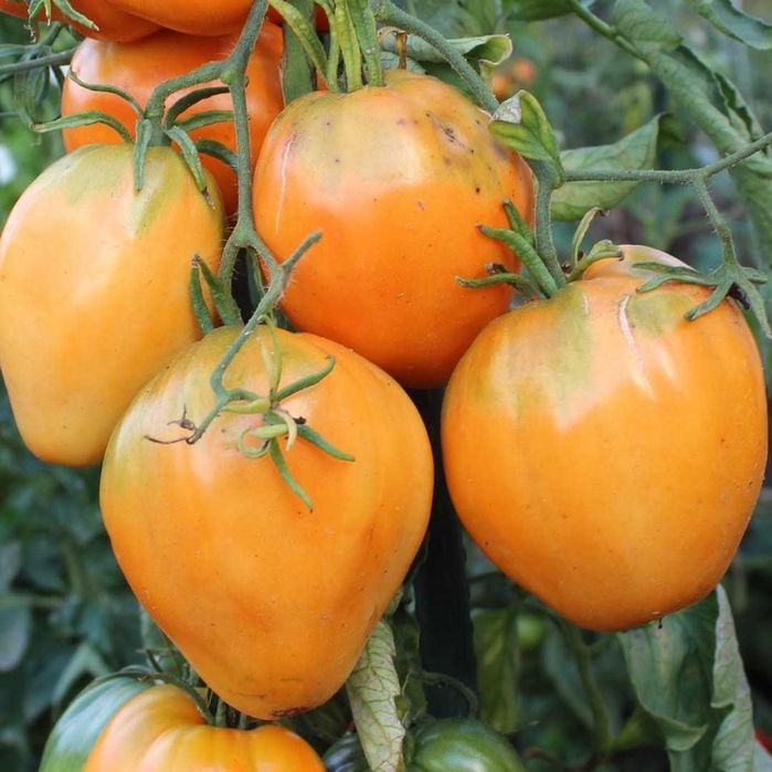 20 Sementes Tomate Coração de Boi Laranja