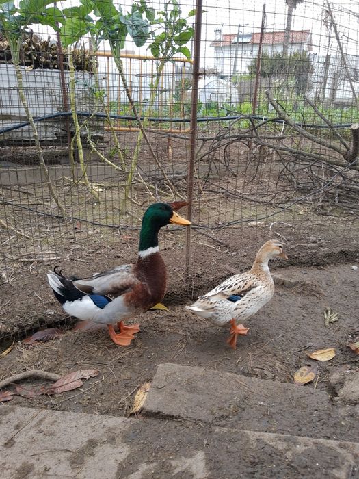 Ovos de pata Ruan galados