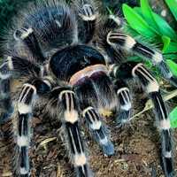 Самка паука птицееда Acanthoscurria geniculata ( голиаф тарантул )