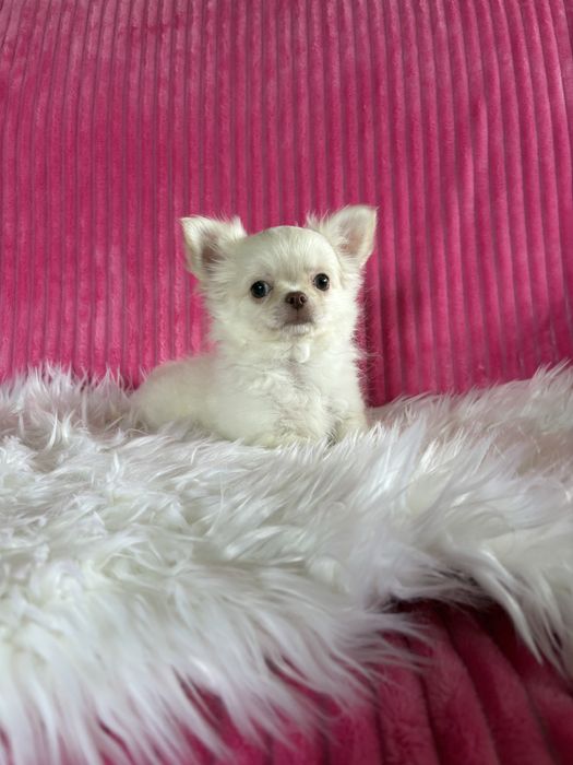 Chihuahua  przepiękny mini piesek Nico