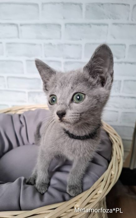 Kocurek rosyjski niebieski