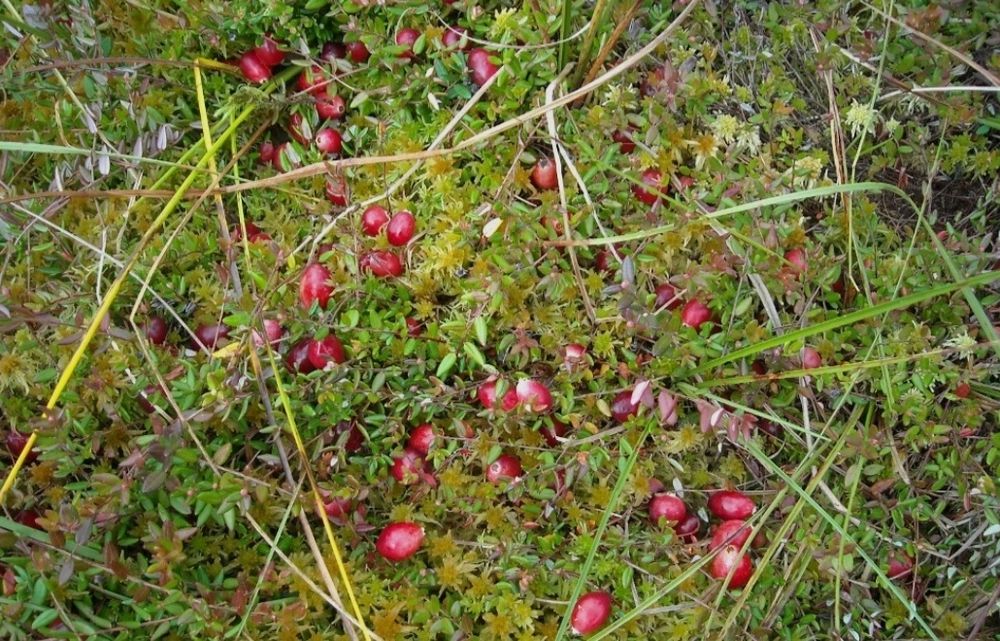 Żurawina bagienna 6kg