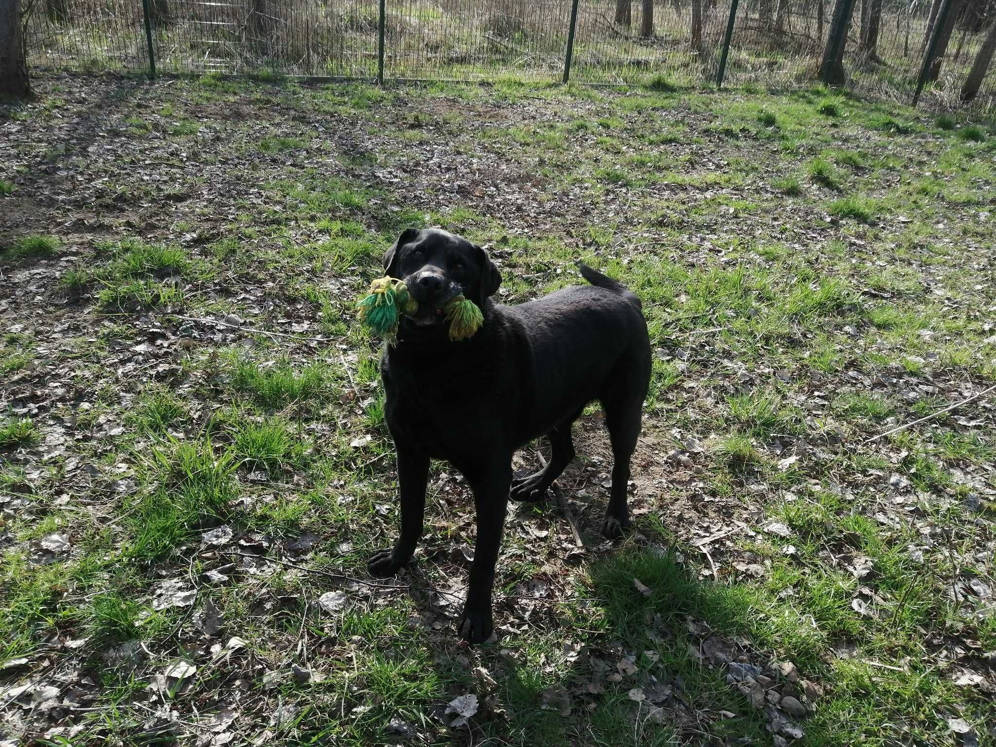 13 letni Celt w typie labrador-retrievera - schronisko