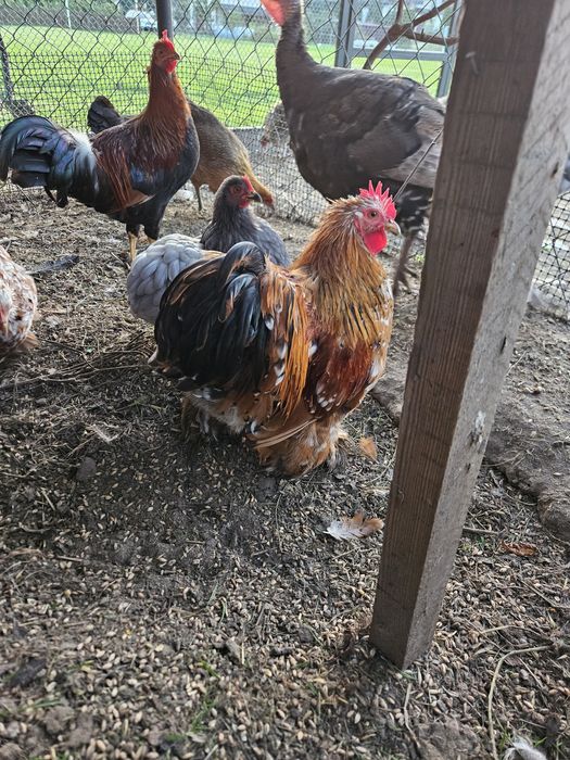 Karzełek kochin z tego roku