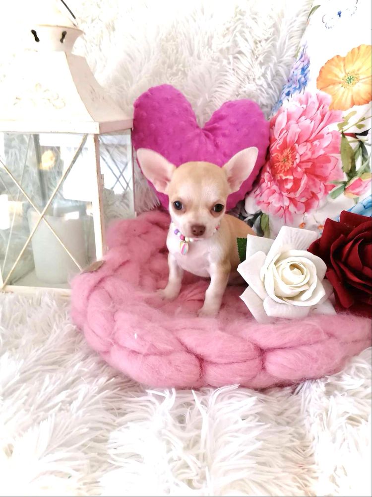 Śliczna  biszkoptowa suczka chihuahua