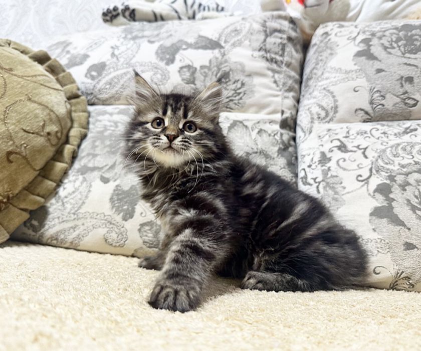 Ценителям Сибирской породы)