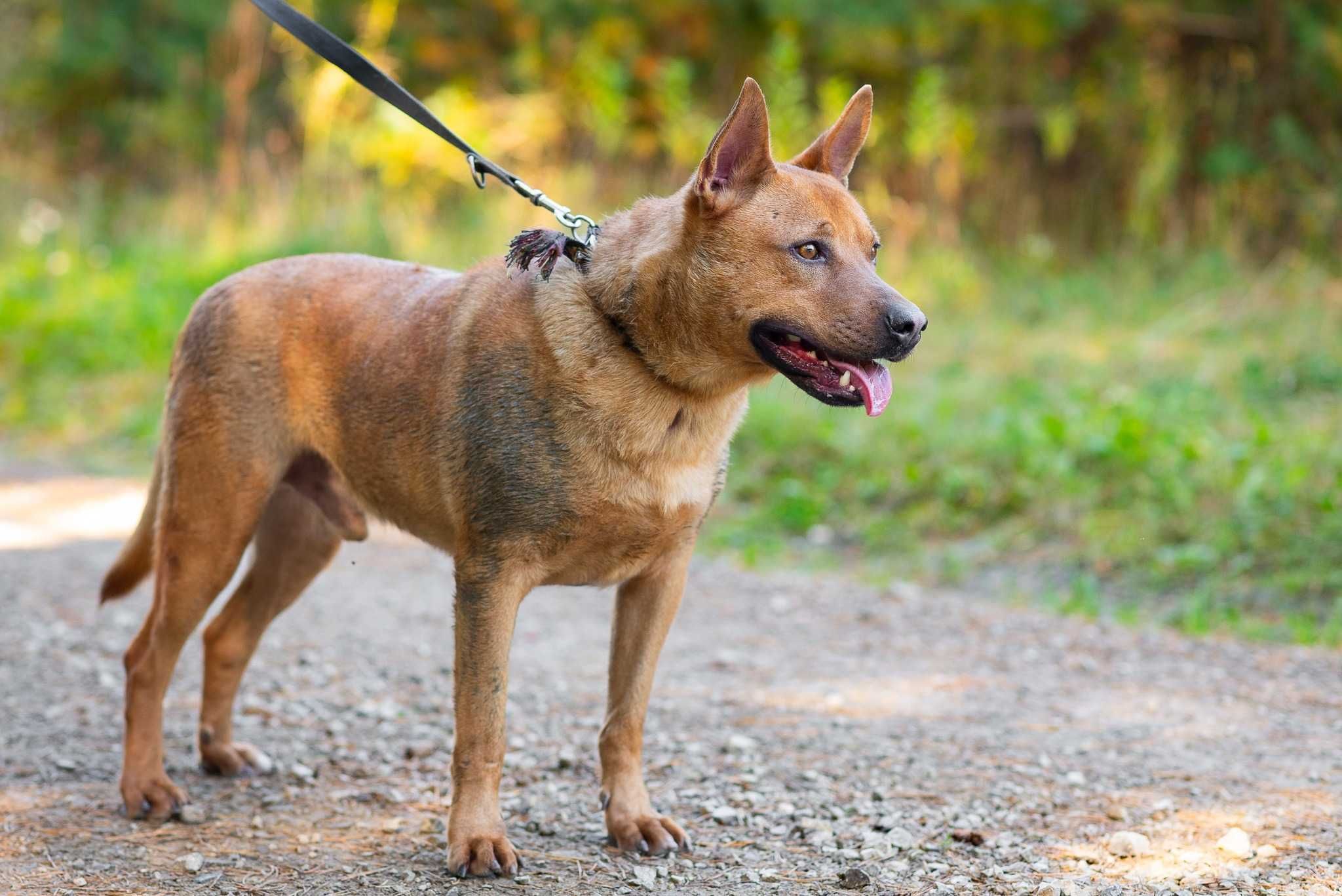 SZANOR - cudowny łagodny psiak poleca się do adopcji