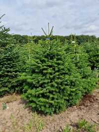 Choinki Jodła Kaukaska plantacja Dania