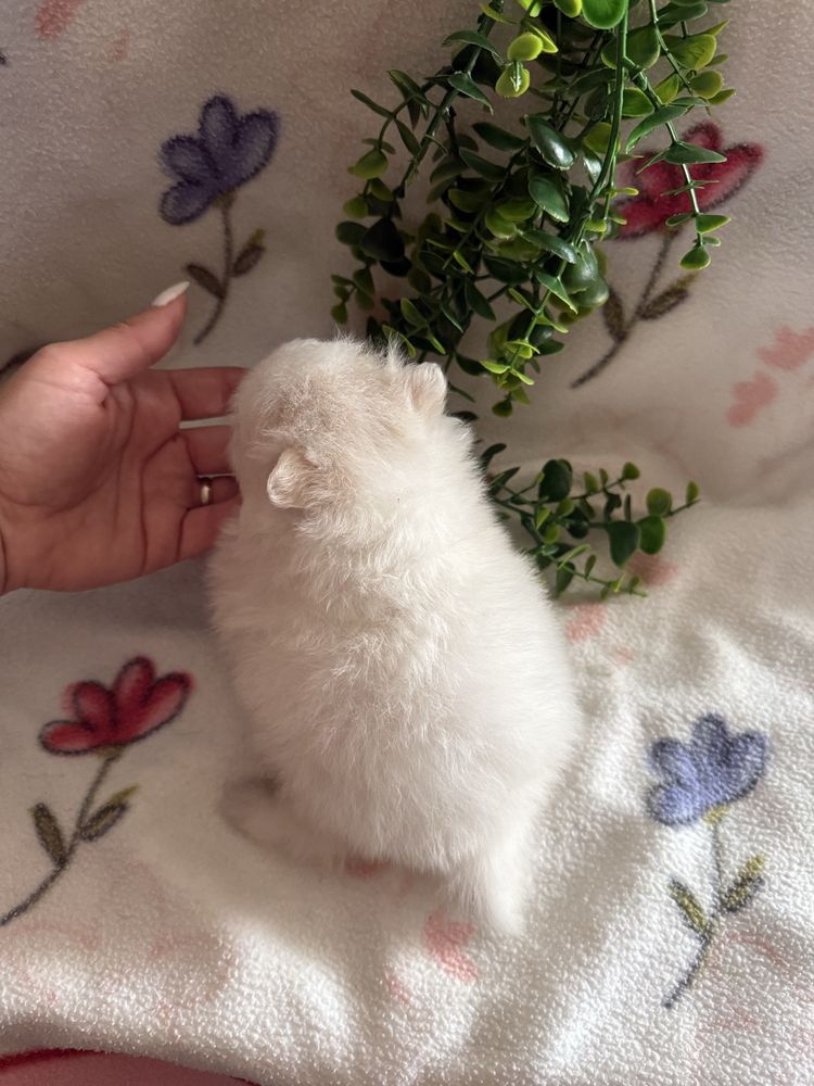 Excelente mini menina Lulu da Pomerania/Spitz Alemão Anão de Qualidade