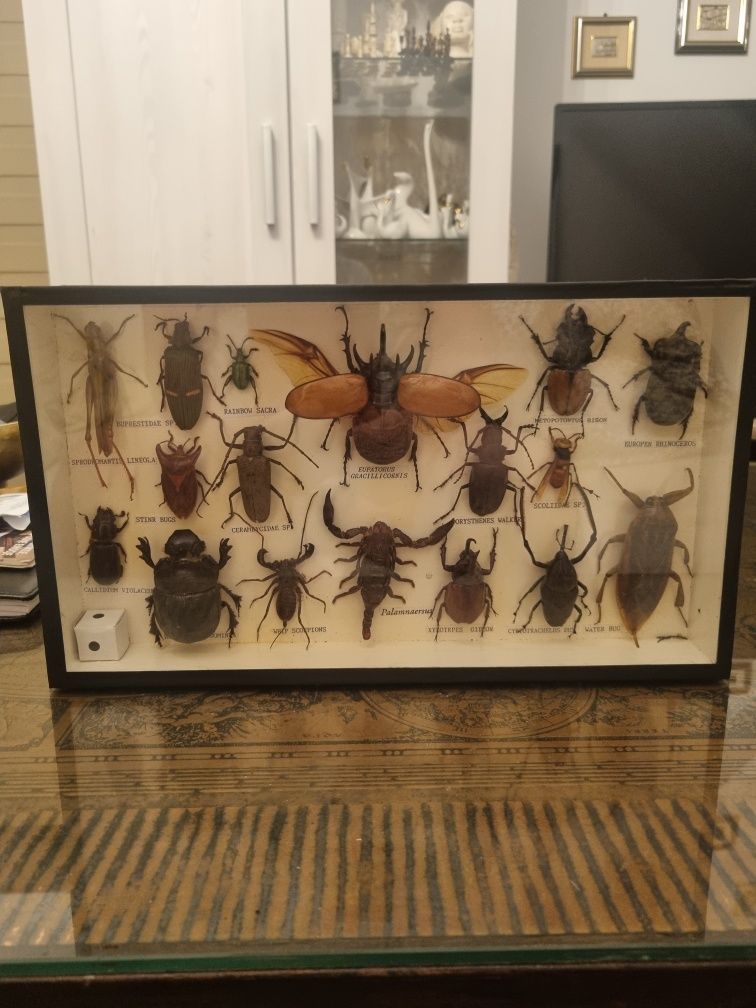 Gablotka entomologistyczna/Żuki , Scorpiony