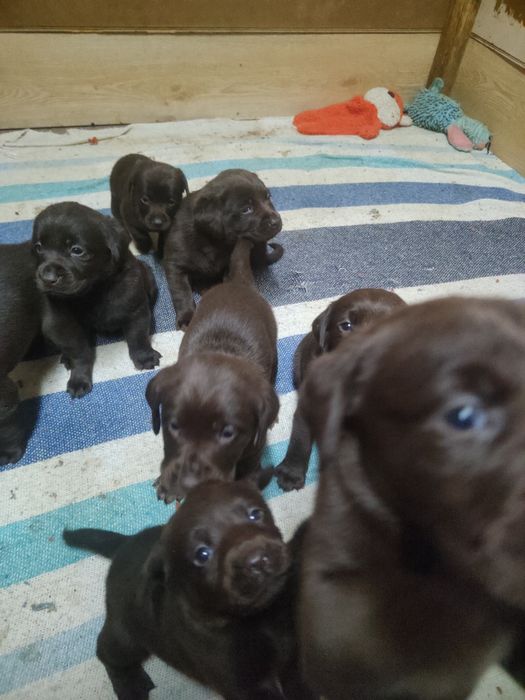 Labrador czekoladowy z rodowodem