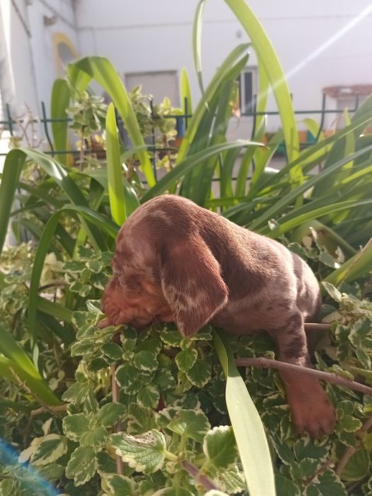 Excelente  fêmea teckel miniatura Lop e afixo  pêlo comprido