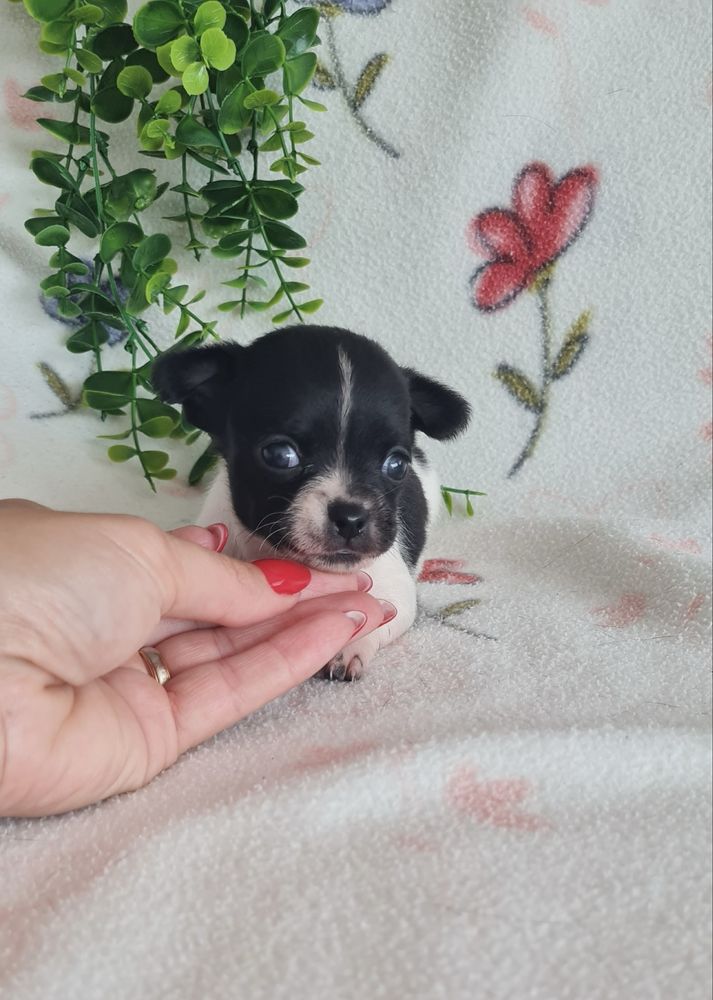 Excelente menino chihuahua/chiuaua linhagem Russa.Qualid