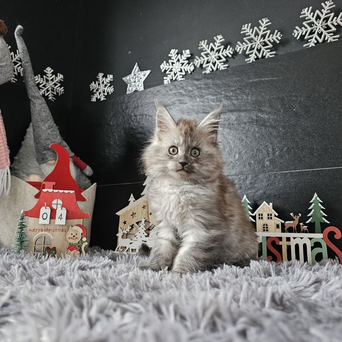 Koteczka dymna   Maine coon rodowód fpl