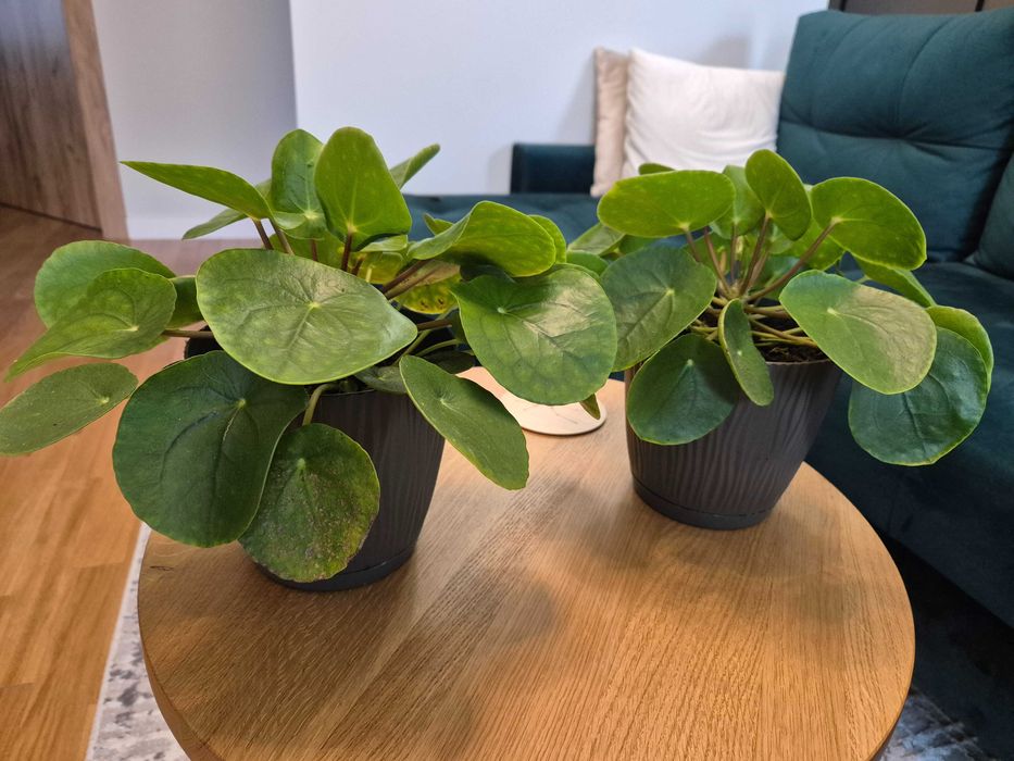 Kwiat pieniążek - Pilea pepermioides