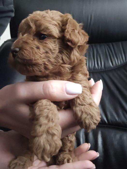 Цуценята мальтіпу хлопчики й дівчата