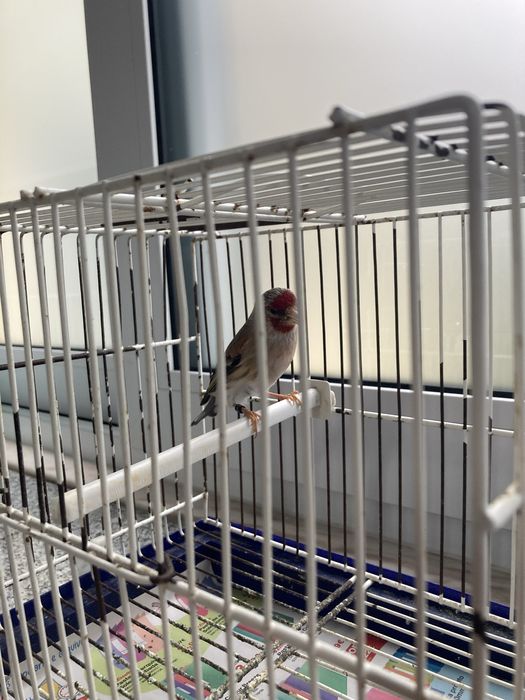 travessos híbridos machos