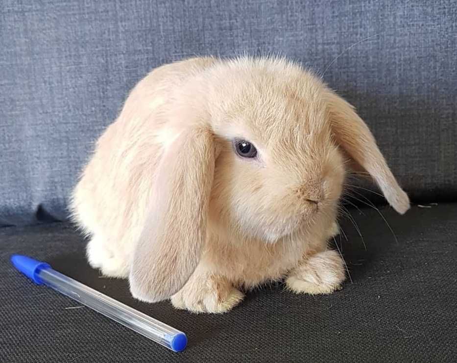 KIT Coelhos anões orelhudos, mini lop adoráveis e super dóceis