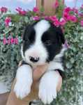 Suczka Border Collie