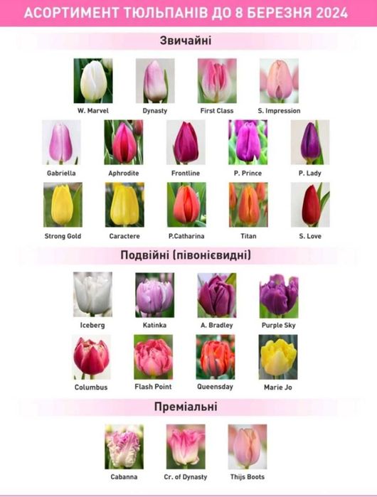 Тюльпан на зріз Опт 38грн