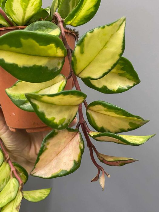 Hoya Carnosa Tricolor (woskownica) Hoja