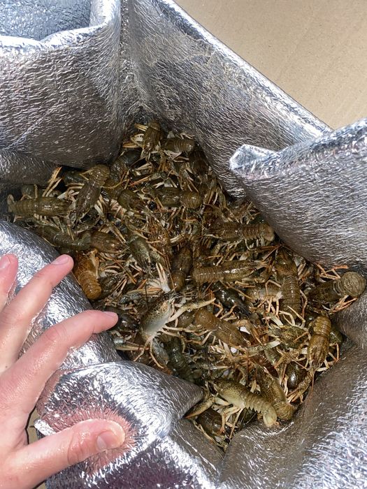 Мальок рака річкового