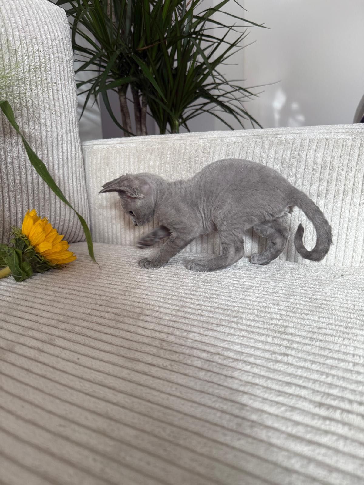 Kotka Devon Rex niebieska z rodowodem WCF
