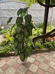 Продам искуственное дерево